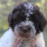 Photo de profil de Elevage Hoalen Garden's  